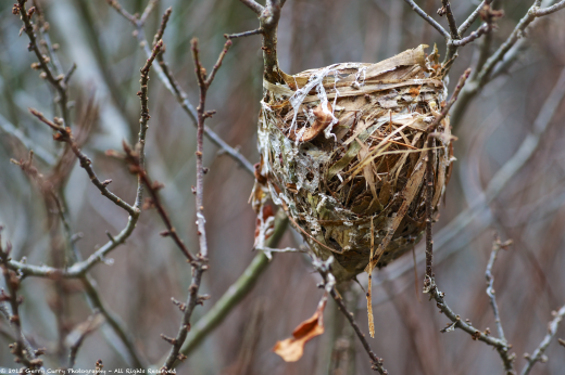 Nest in Bush